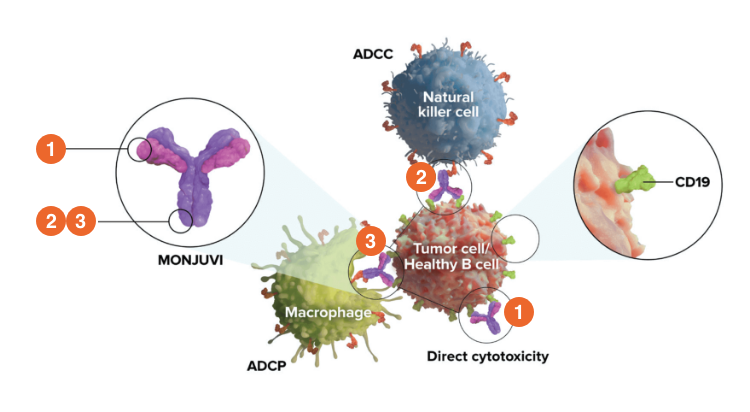 Upon binding to CD19, tafasitamab-cxix mediates B-cell lysis through (1) apoptosis, (2) antibody-dependent cellular cytotoxicity (ADCC), and (3) antibody-dependent cellular phagocytosis (ADCP).